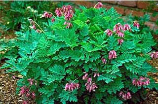 DICENTRA LUXURIANT BLEEDING #1