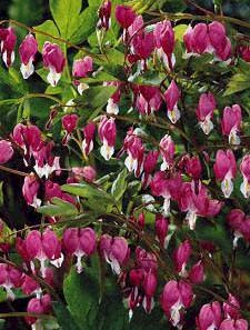 DICENTRA SPE BLEEDING HEART #2