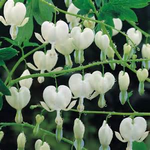 DICENTRA SPE ALBA #2WHITE