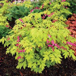 DICENTRA SPE GOLD HEART #1/7"