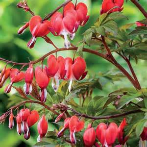 DICENTRA VALENTINE #2