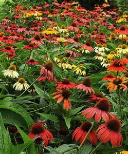 ECHINACEA CHEYENNE SPIRIT #1