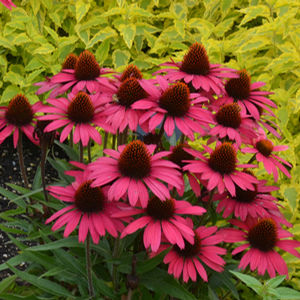 ECHINACEA GLOWING DREAM #1