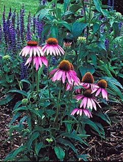 ECHINACEA PUR MAGNUS #1
