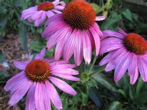 ECHINACEA PRAIRIE SPLENDOR #1