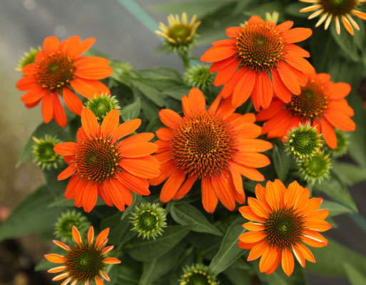 ECHINACEA SOMBRERO ADOBEORANGE#1