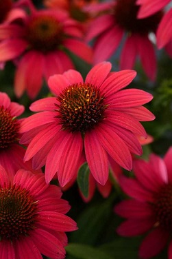 ECHINACEA SOMBREROBAJABURGUNDY#1