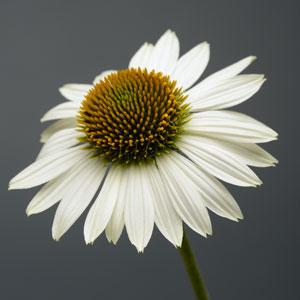 ECHINACEA SOMBRERO FIESTA ORNG#1