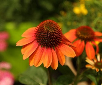 ECHIN SOMB FLAMENCO ORANGE #1