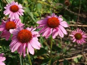 ECHINACEA PUR RUBY STAR #1