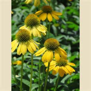 ECHINAC SOMBRERO LEMON YELLOW #1