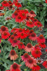 ECHINACEA SOMBRERO SALSA RED #1