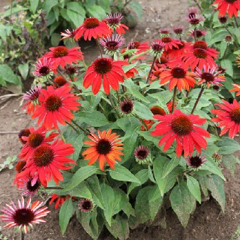 ECHINACEA SOMBRERO SANGRITA #1