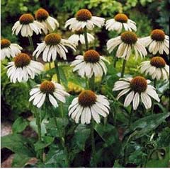 ECHINACEA PUR WHITE SWAN #1