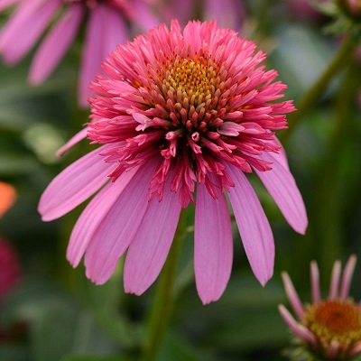 ECHINACEA DBL S BUBBLE GUM #1