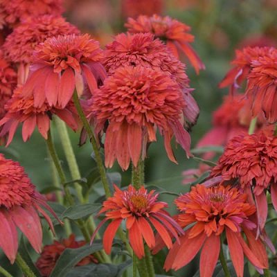 ECHINACEA DBL S MANDARIN #1