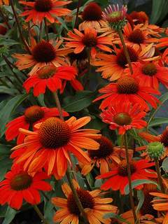 ECHINACEA KISMET INTENSEORANGE#1