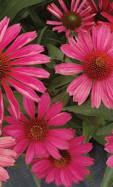 ECHINACEA KISMET RASPBERRY #1