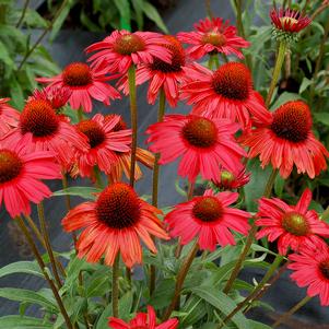 ECHINACEA KISMET RED #1
