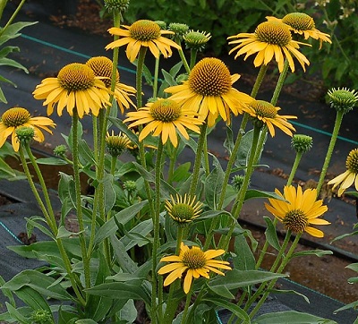 ECHINACEA KISMET YELLOW #1