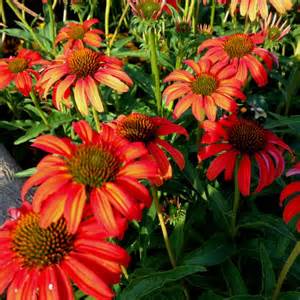 ECHINACEA X SWEET SANDIA #1