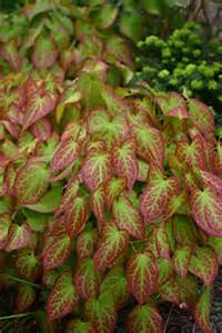EPIMEDIUM X RUBRUM #1