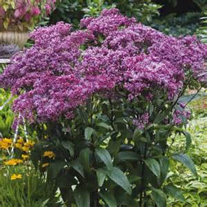EUPATORIUM DUB BABY JOE #1/7"