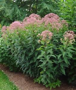 EUPATORIUM MAC GATEWAY #1/7"