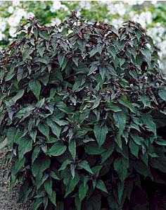 EUPATORIUM DUB LITTLE JOE #1/7"