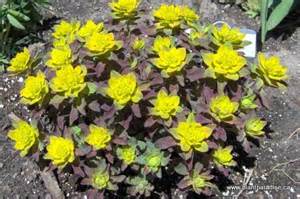 EUPHORBIA POL BONFIRE #1