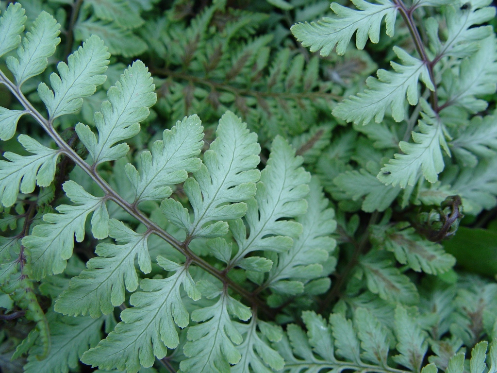 FERN ATHYR JAP PAINTED #1