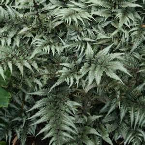 FERN ATHYR GODZILLA #1