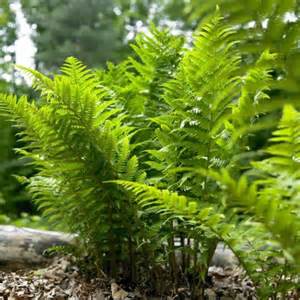 FERN ATHYR FIL LADY FERN #1