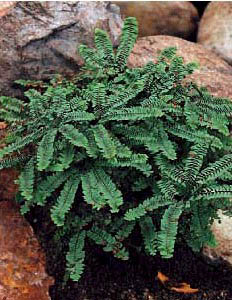 FERN ADIAN MAIDENHAIR #1