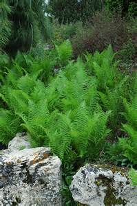 FERN MATTE OSTRICH #1