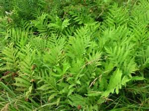 FERN ONO SENSITIVE #1