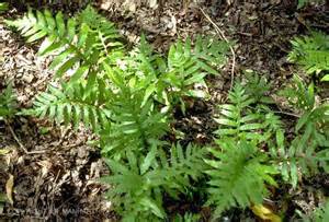 FERN OSM AMERICAN ROYAL #1