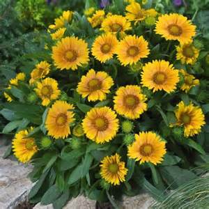 GAILLARDIA ARI ARIZONA APRICOT#1