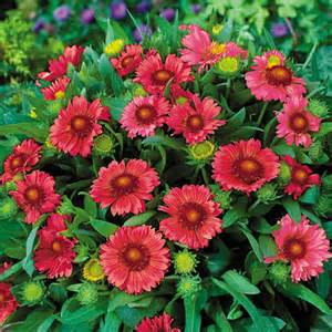 GAILLA GRA ARIZONA RED SHADES #1