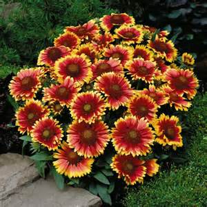 GAILLARDIA GRA ARIZONA SUN #1