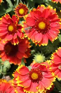 GAILLARDIA SPINTOP COPPER SUN #1