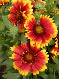 GAILLARDIA ARI SPINTOP RED #1