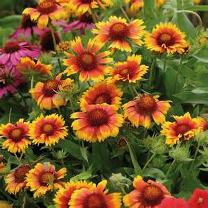 GAILLARDIA GRA MESA BRTBICOLOR#1