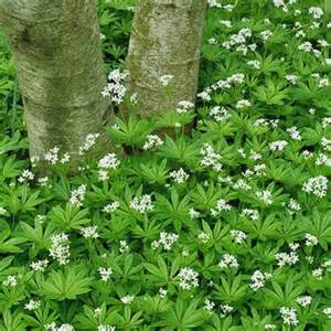 GALIU ODO SWEET WOODRUFF 4"/10T