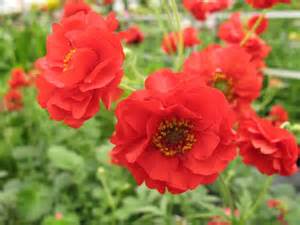 GEUM CHI DOUBLE BLOODY MARY #1