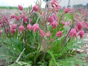 GEUM TRI PRAIRIE SMOKE #1