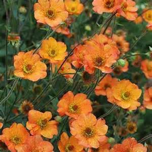 GEUM TOTALLY TANGERINE #1