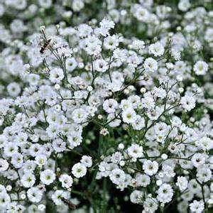 GYPSOPHILA SUMMER SPARKES #1