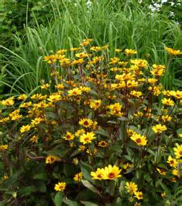HELIOPSIS SUMMER NIGHTS #2