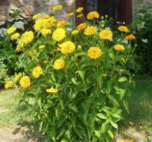HELIOPSIS SUMMER SUN #2